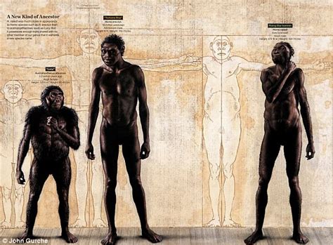 how are australopithecines similar to humans